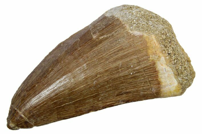 Fossil Mosasaur (Hainosaurus) Tooth - Morocco #353211